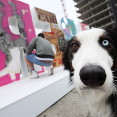 Koira katsoo kameraan ja taustalla näkyy taiteilija joka viimeistelee taideteosta Berliinissä.