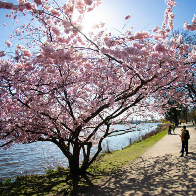 Kirsikkapuut kukkivat Hampurissa maanantaina huhtikuun 1. päivänä.