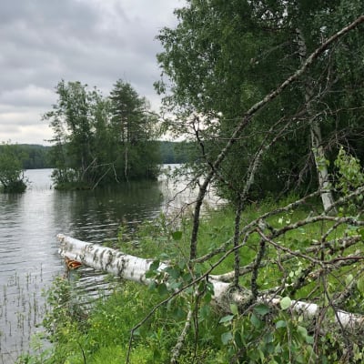 Päivö-myrskyn kaatama rantakoivu Liperissä.