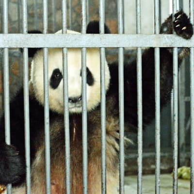 Aikuinen panda Chenun pandatarhan sisähäkissä.
