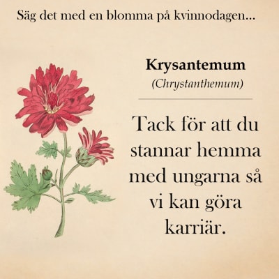 Krysantemum