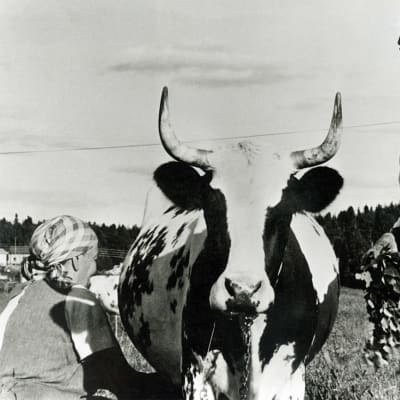 Emäntä lypsää käsin lehmää, isäntä huitoo koivunoksilla hyönteisiä lehmän ympäriltä.