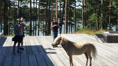 Amerikansk minihäst på utedäck, 2016