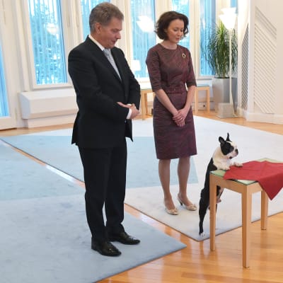 Presidentti Sauli Niinistö, rouva Jenni Haukio ja koira Lennu ottivat vastaan joulutervehdyksiä Mäntyniemessä 15. joulukuuta.