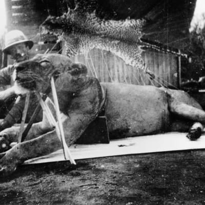 Henry Pattersson ja ensimmäinen tapettu leijona.