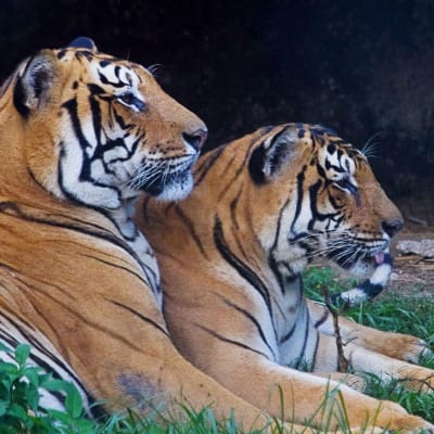 Kaksi Bengalin tiikeriä Kathmandun eläintarhassa Nepalissa.