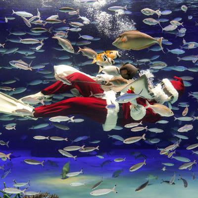 Joulupukin asuun pukeutunut sukeltaja Tokion Sunshine-akvaariossa Japanissa 10. joulukuuta