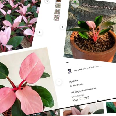 Ett kollage av skärmdumpar på annonser från sidan etsy.com med en rosa växt vid namn pink congo till salu.