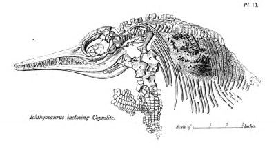 Teckning av fossiliserad ichtyosaurus.