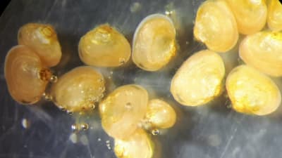 Pyttesmå musslor sedda i förstoringsglas eller mikroskop. De är gula, nästan guldfärgade. Flodpärlmussla.