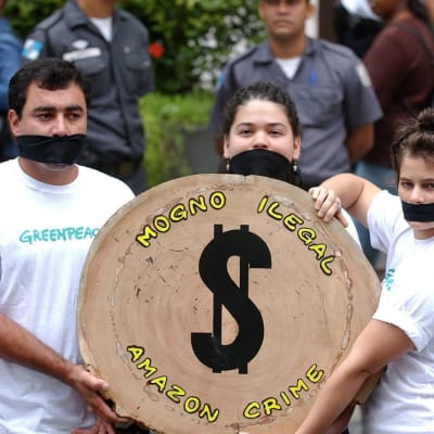 Greenpeaceaktivister demonstrerar mot illegal skogsavverkning
