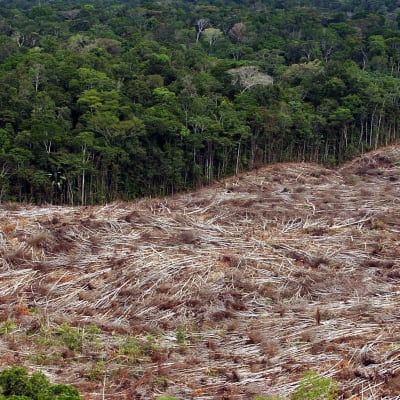 Skogsavverkning i Amazonas