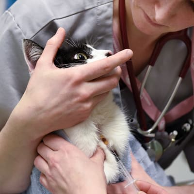 veterinär håller i katt samtidigt som annan vårdare tar blodprov från kattens hals.