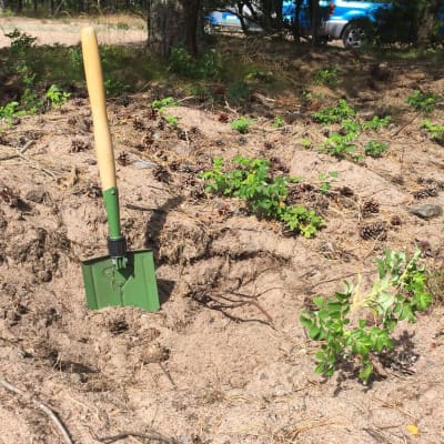 Bekämpning av vresros på en strand i Hangö. En spade i sanden och gröna blad (vresrosor) som breder ut sig över sanden..