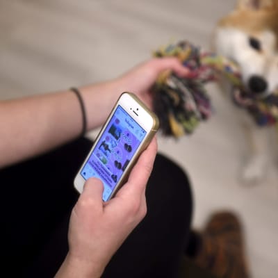  Koira oppii nopeasti, että kännykkää tuijottava hoitaja ei keskity, sanovat asiantuntijat.