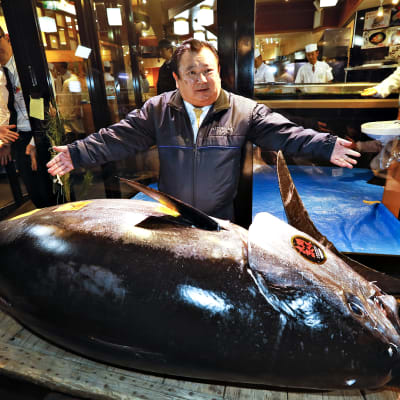 Kiyoshi Kimura, joka on tokiolaisen Sushi-Zanmai -ravintolaketjun johtaja, levittelee käsiään ennätyskalliin tonnikalan takana.