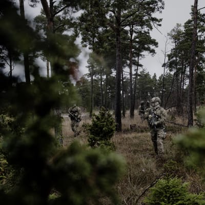 Ruotsin erikoisjoukot harjoituksissa Gotlannissa marraskuussa 2015. Raskaasti aseistautuneita sotilaita havumetsässä. 