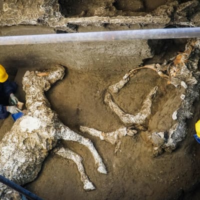 Arkeologit kaivavat hevosten jäännöksiä muinaisen Pompeijin kaupungissa.