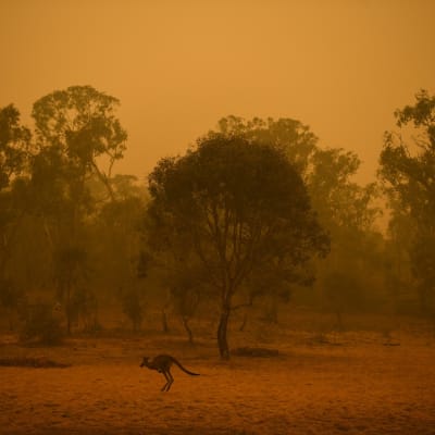 Kuva Canberran alueelta 5. tammikuuta. Canberran ilmanlaatu oli sunnuntaina maailman huonoin.