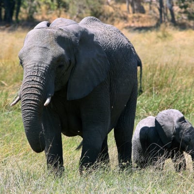 Botswanassa elää Afrikan suurin norsupopulaatio.