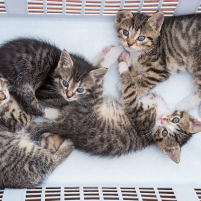 Kissakokeet pöyristyttivät monia Yhdysvalloissa. Nämä kissanpennut on kuvattu Saksassa vuonna 2015.