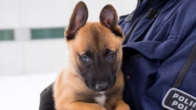 Polisen i Östra Finland har fått förstärkning av en ny polishund.