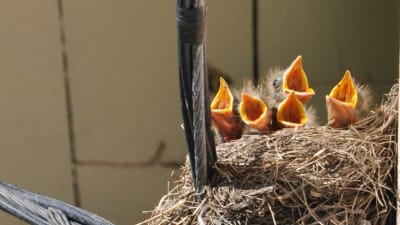 Fem fågelungar med stora gapande näbbar i ett fågelbo.