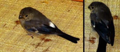Två bilder på en liten fågel.