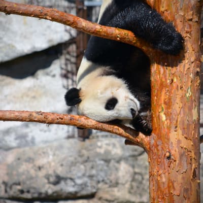 Pyry-panda Ähtärin eläinpuistossa toukokuussa 2018.