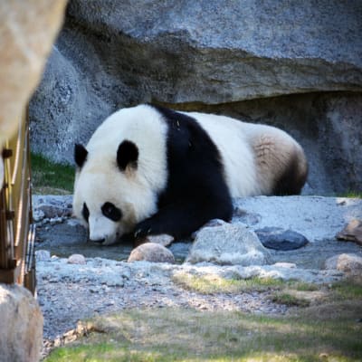Pandan Lumi tar en tupplur i Ähtäri zoo maj 2018.