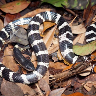 Mustavalkoinen käärme makaa kuivien lehtien seassa maassa.