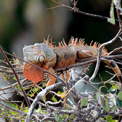 Iguana makaa puun oksalla Floridassa.