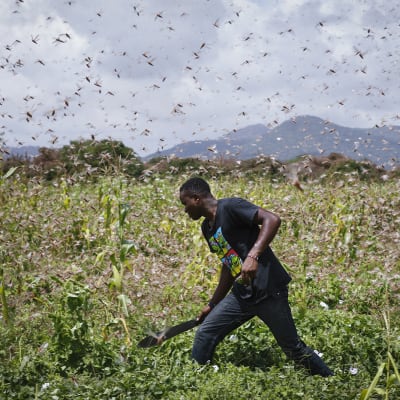 Kuvassa mies tekee peltotöitä heinäsirkkaparven keskellä Keniassa.