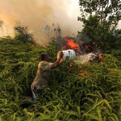 Kuvassa mies yrittää sammuttaa metsäpaloa.
