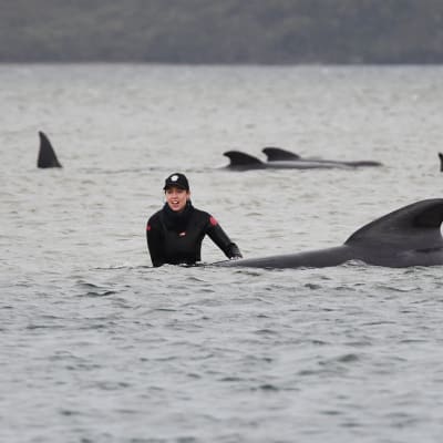 Kuvassa ihmiset yrittävät pelastaa rantautuneita valaita Tasmaniassa.