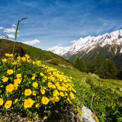 Kuvassa on kasveja ja taustalla näkyvät Alpit.