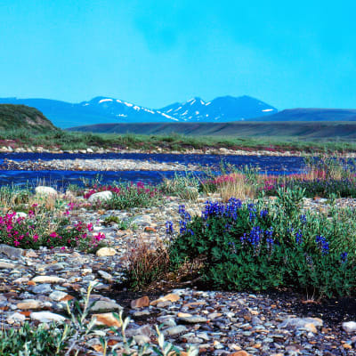 Kukkia luonnonsuojelualueella Alaskassa.