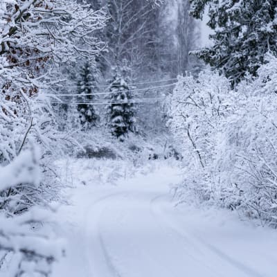 Luminen tie ja metsä sen ympärillä.
