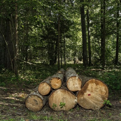 Kaadettuja puunrunkoja pinossa Białowieżan kulttuuriperintömetsässä.