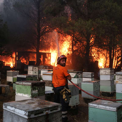 Palomies sammutti tiistaina maastopaloa Ateenan lähettyvillä Varymbombissa.