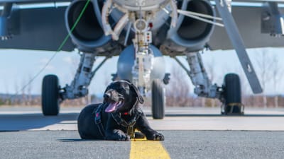 Musta labradorinnoutaja makaa kiitotiellä hävittäjälentokoneen edessä. 