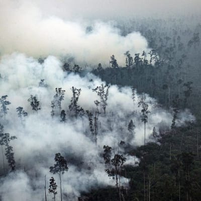 Kuvassa metsä palaa Indonesiassa.