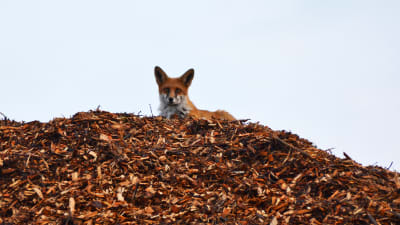 En räv ligger ovanpå en hög med träflis. Den tittar ner mot kameran.