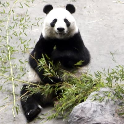 Panda på Etseri djurpark. 
