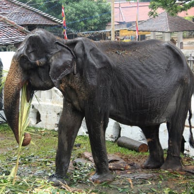 70-vuotias elefantti.