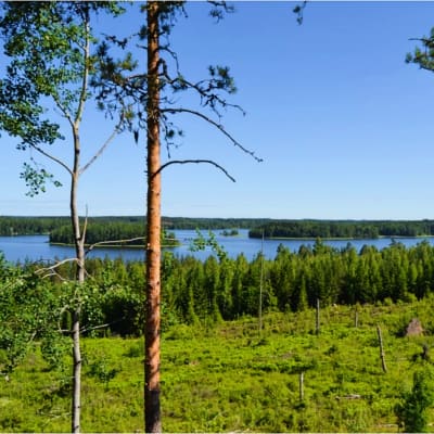 Ett avverkat skogsområde vid en strand, grönt på marken, enstaka träd, vid stranden skog, en sjö med öar.