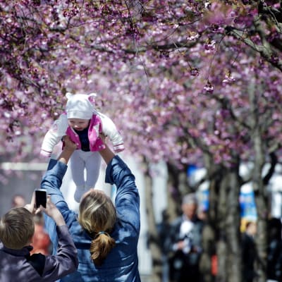 Nainen nostaa vauvaa ilmaan. Taustalla kukkivia kirsikkapuita.