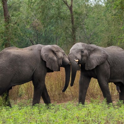 Elefantteja Gorongosan kansallispuistossa Mosambikissa.