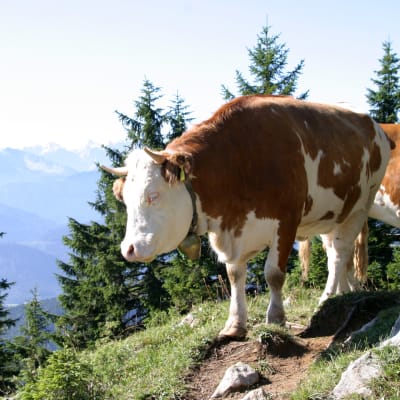 Kor på bete i Alperna