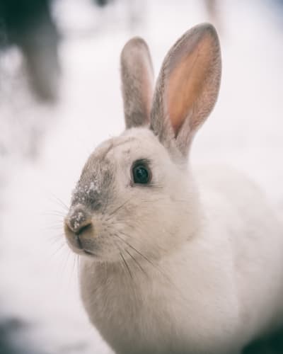 En kanin av rasen Gotlandskanin.